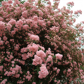 Rosier grimpant de Banks rose - Rosa banksiae Rosea - Willemse