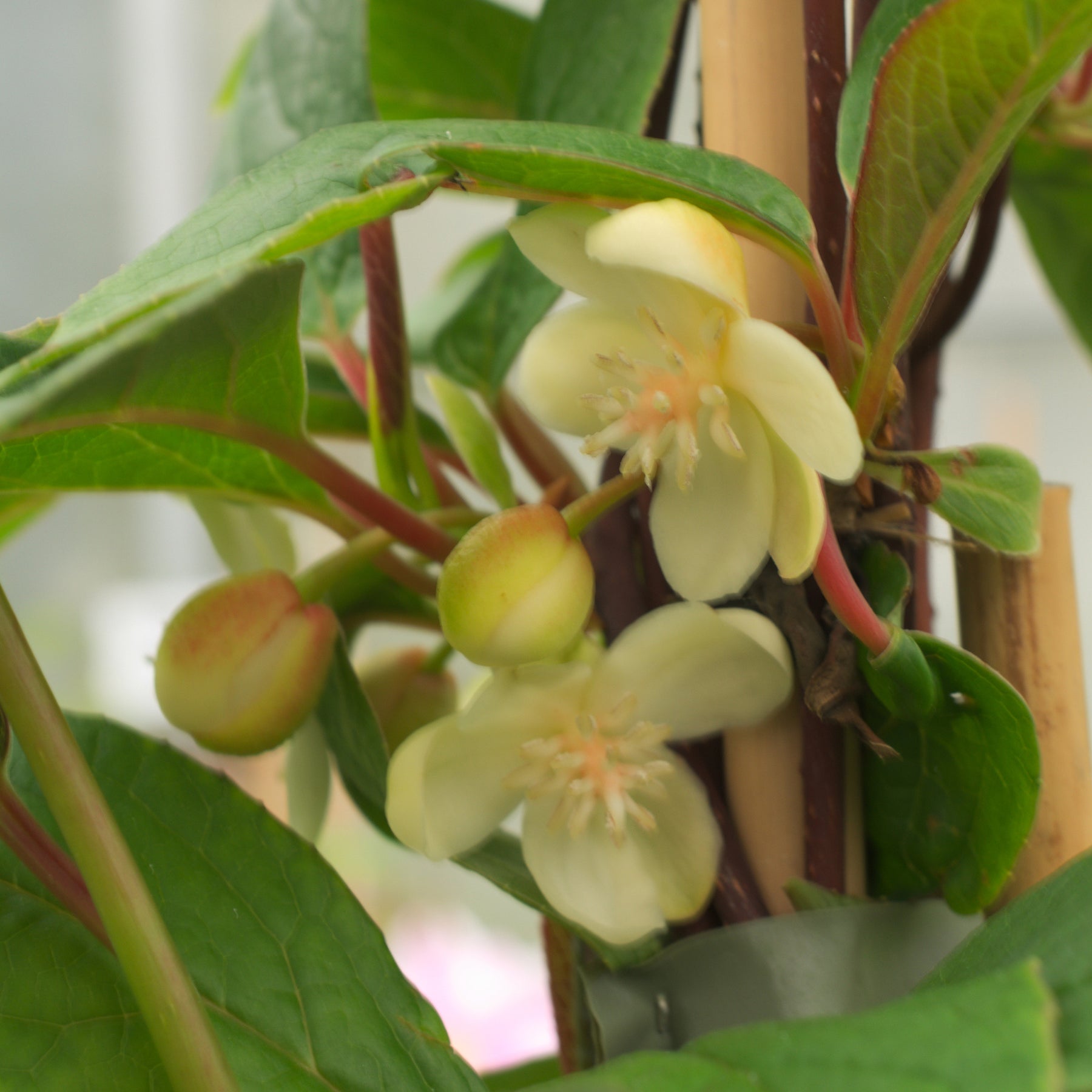 Schisandra grandiflora - Magnolia grimpant - Plantes grimpantes