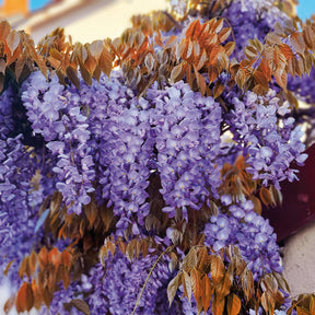 Wisteria sinensis Blue Line® Copper Leo - Glycine Blue Line® Copper Leo - Glycines