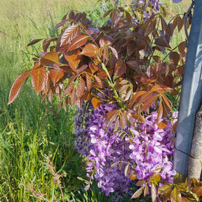 Glycine Blue Line® Copper Leo - Wisteria sinensis Blue Line® Copper Leo - Willemse