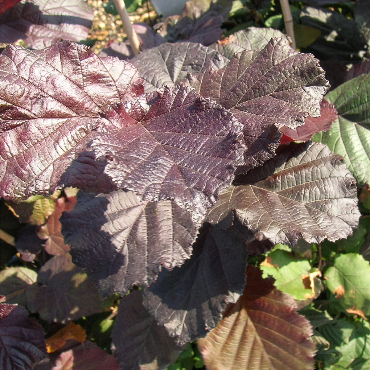 Noisetier pourpre Rote Zellernuss - Corylus maxima Rote Zellernuss - Willemse