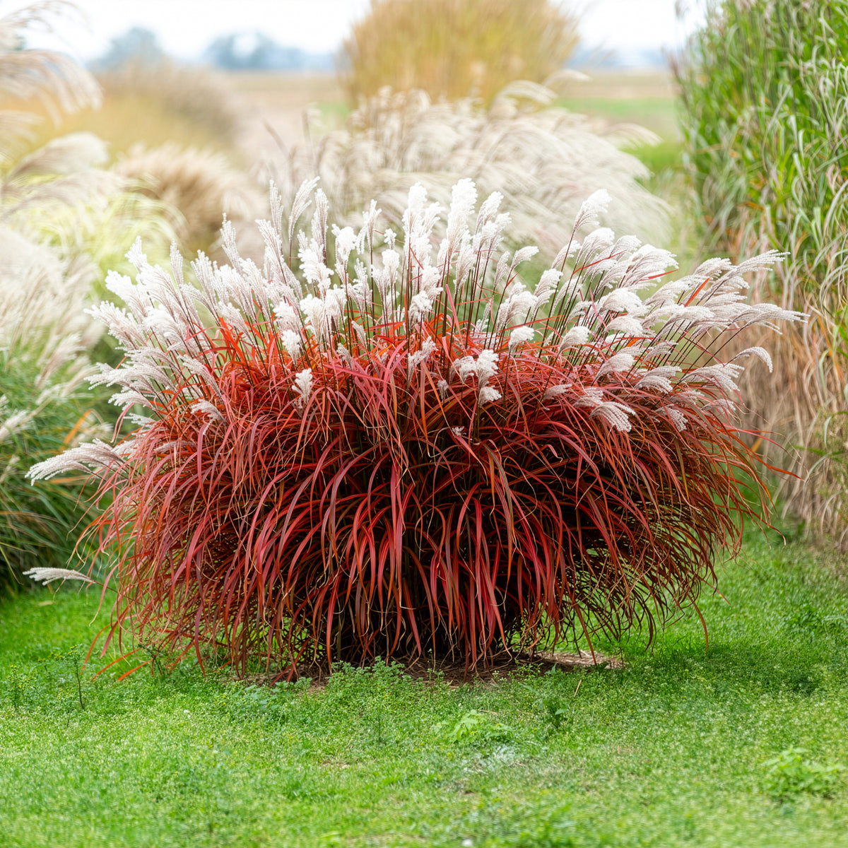 Eulalie Lady in Red - Miscanthus sinensis Lady in Red - Willemse