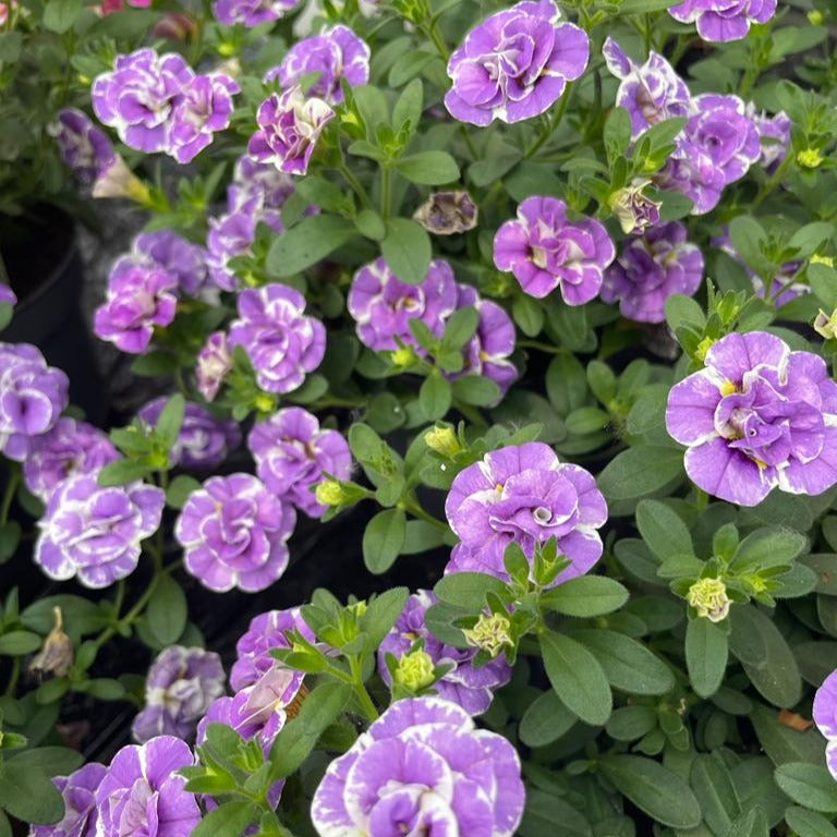 3 Mini-pétunia Double Loopy Lavande - Willemse