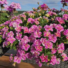 3 Mini-pétunia Double Loopy Rose - Calibrachoa Double Loopy Pink - Willemse