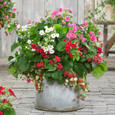 3 Fraisiers à fleurs doubles en mélange - Willemse
