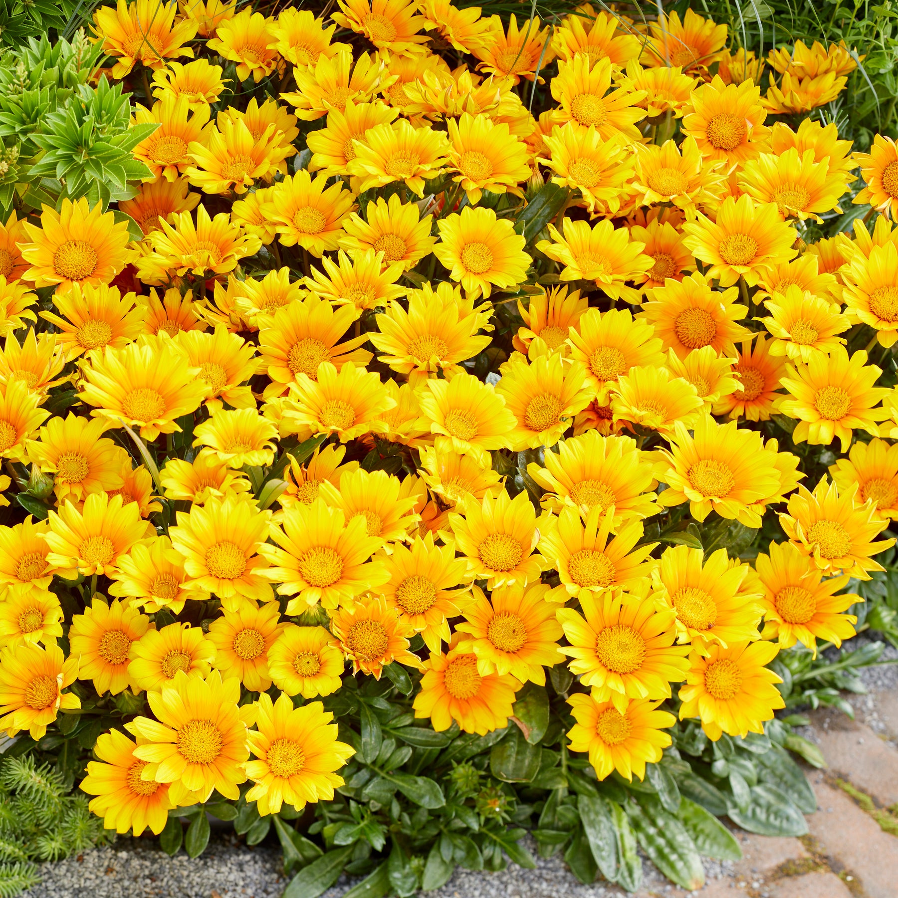 Gazania Suncarpet® - Willemse