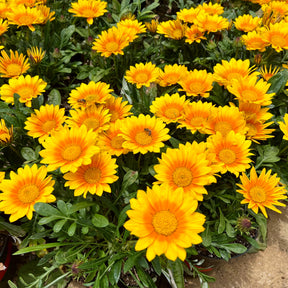 Gazania - Gazania Suncarpet® - Gazania Suncarpet®