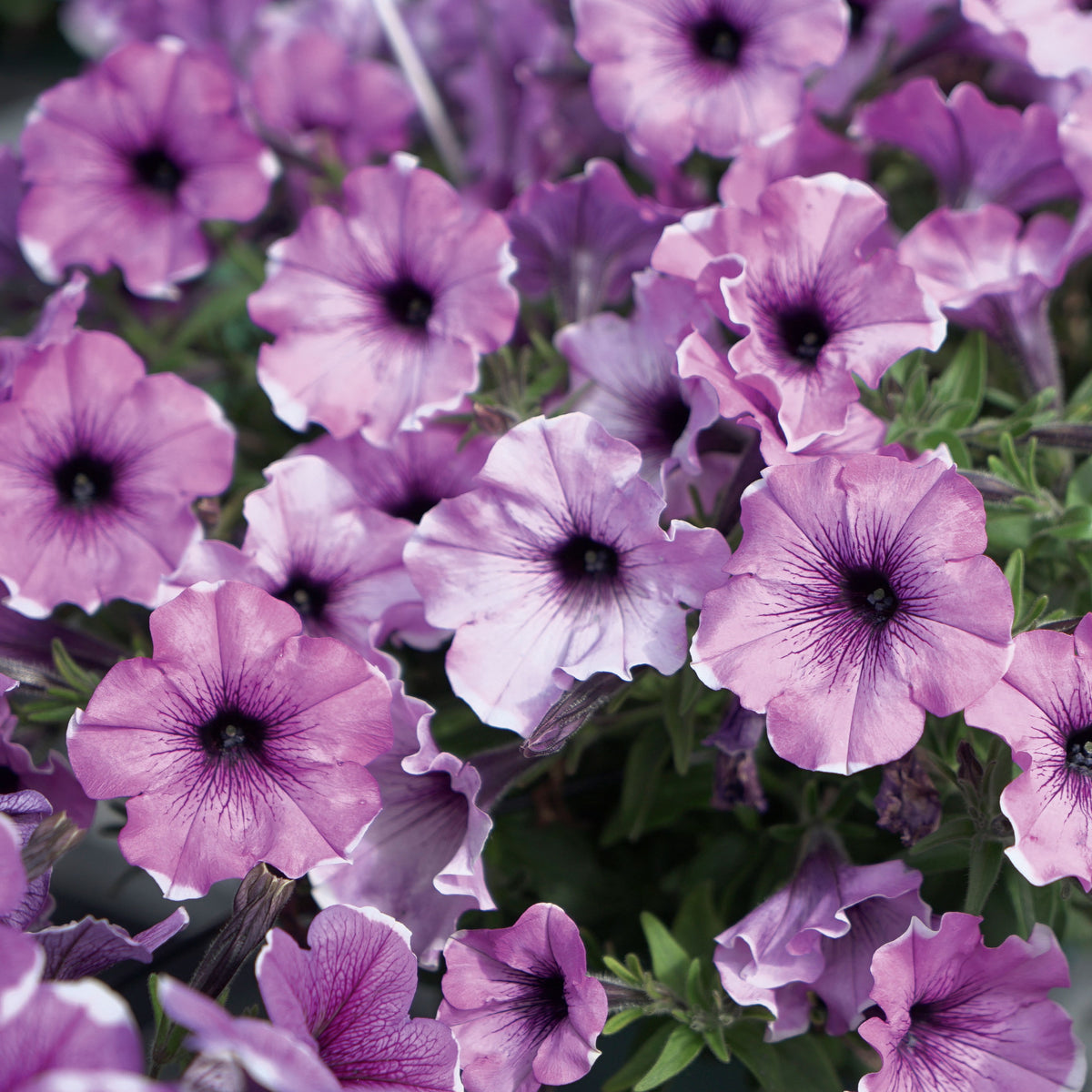 3 Pétunias Lavender Blush - Petunia Famous Lavender Blush - Willemse