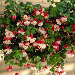 3 Fuchsias retombants Swingtime - Willemse