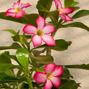 Vente Rose du désert - Adenium obesum