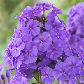 Phlox paniculé Amethyst - Willemse
