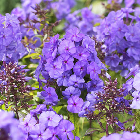 Phlox paniculata Amethyst - Phlox paniculé Amethyst - Phlox