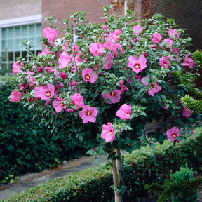 Hibiscus de jardin sur tige