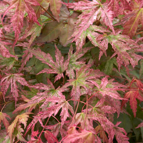 Acer palmatum phoenix - Erable du Japon Phoenix - Erable du Japon