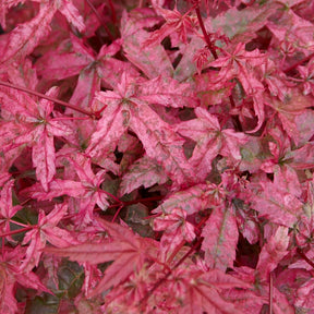 Acer palmatum Beni Maiko - Erable du Japon Beni Maiko - Erable du Japon