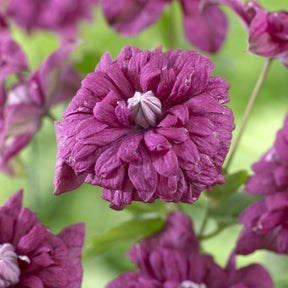 Clématites - Clématite double pourpre - Clematis viticella Purpurea Plena Elegans
