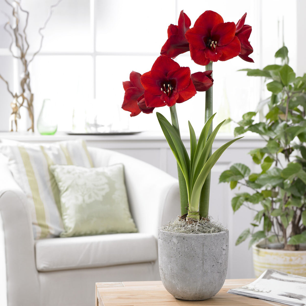 Amaryllis rouge - Amaryllis red lion - Plantes d'intérieur