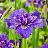 2 Iris de Sibérie Double Standard - Willemse