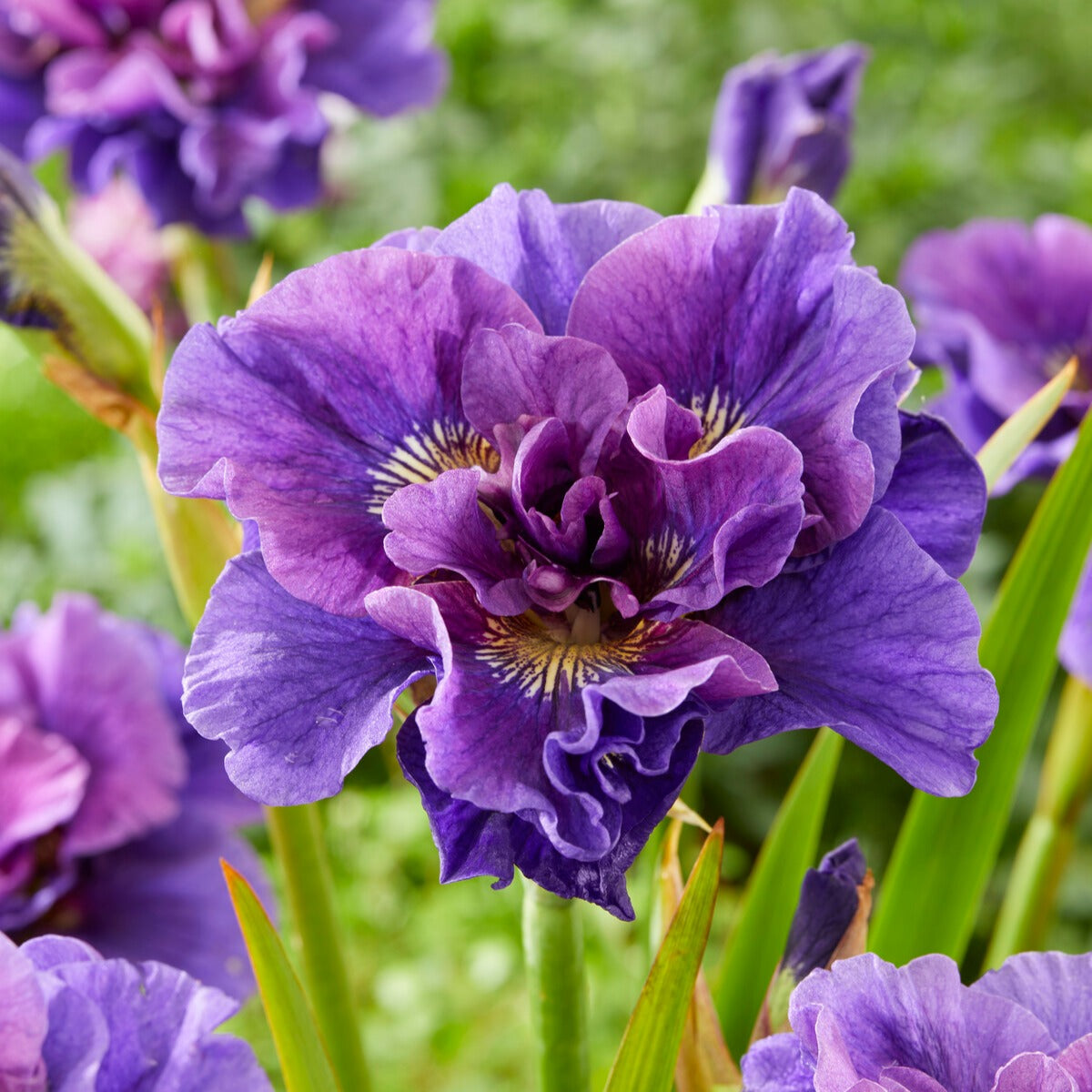 Iris de Sibérie Concord Crush - Willemse