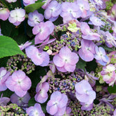Hortensia Blueberry Cheesecake - Willemse