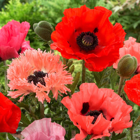 Papaver orientale - 3 Pavots en mélange - Coquelicot géant Pavot