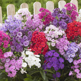 5 Phlox paniculata en mélange - Willemse