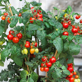 Tomate cerise Coeur d'amour - Willemse