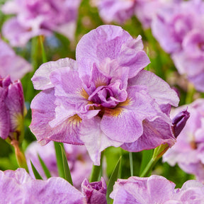 Fleurs vivaces - Collection de 6 Iris de Sibérie - Iris sibirica Double Standard,  Concord Crush,  Pink Parfait
