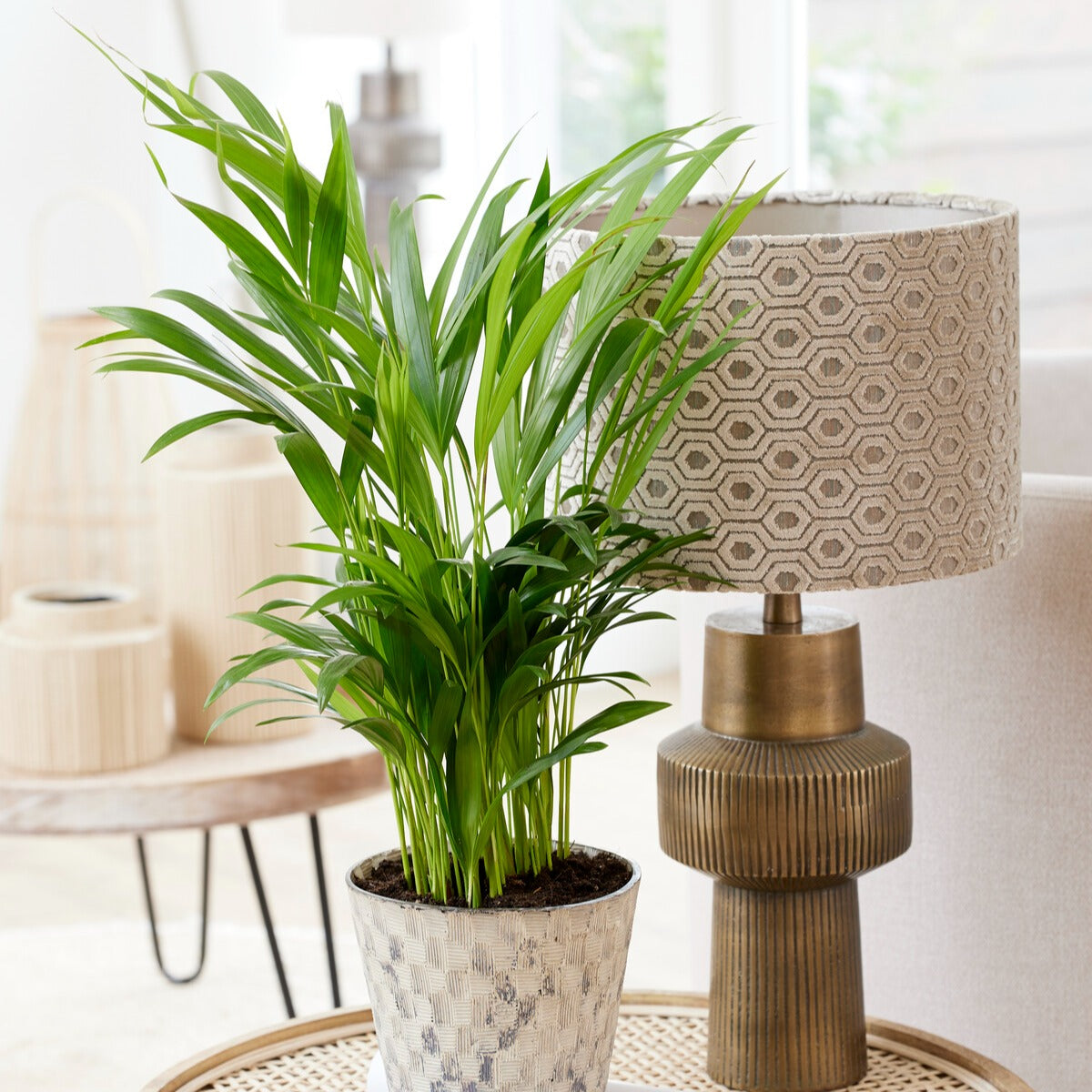 Vente Areca - Palmier d'intérieur - Dypsis lutescens