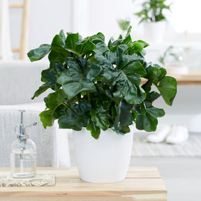 Philodendron Monstera Atom - Willemse