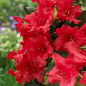 Rhododendron compact Baden Baden - Rhododendron Baden Baden - Willemse