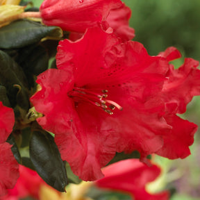 Rhododendron Baden Baden - Rhododendron compact Baden Baden - Rhododendrons