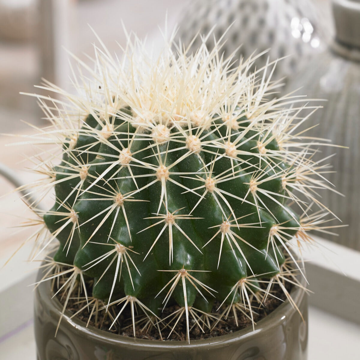 Cactus Echinocactus grusonii