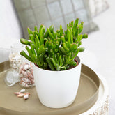 Crassula hobbit - Willemse