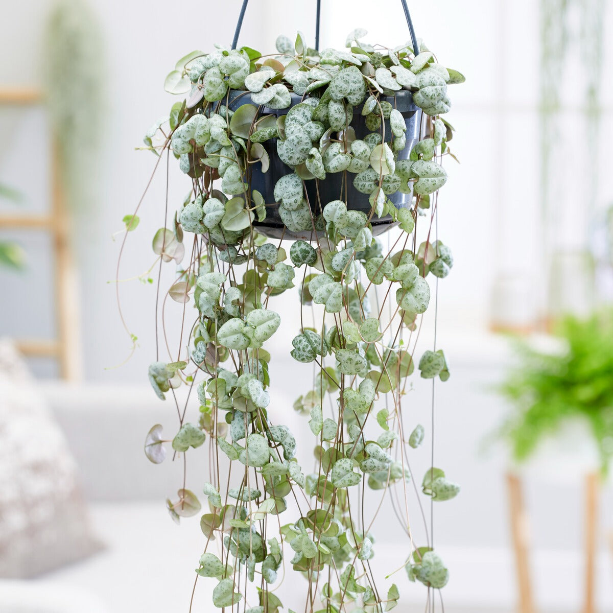 Chaine des coeurs - Willemse