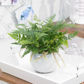 Fougère patte de lapin - Willemse