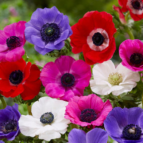 Pack de 312 bulbes - Anemone, Brodiae, Gladiolus, Sparaxis, Freesia, Acidanthera - Willemse