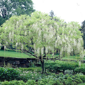 Glycine blanche sur tige - Glycines - Willemse
