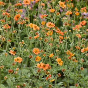 Geum Totally tangerine - Benoîte Totally tangerine - Benoîte