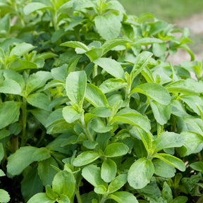 Stevia - Herbe à sucre - Willemse