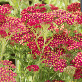 Vente Achillée millefeuille Paprika - Achillea millefolium Paprika