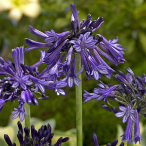 Agapanthes - Agapanthe praecox Black Pantha - Agapanthus Black Pantha