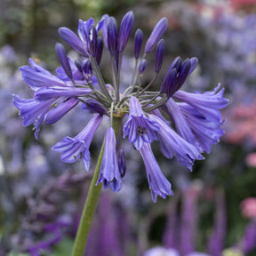 Agapanthus Black Pantha - Agapanthe praecox Black Pantha - Agapanthes