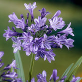 Agapanthe Blue Triumphator - Willemse