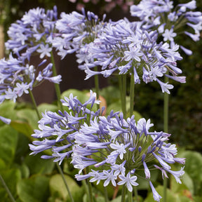 Agapanthus x africanus Doctor Brouwer - Agapanthe Doctor Brouwer - Agapanthes