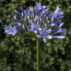 Agapanthes - Agapanthe Doctor Brouwer - Agapanthus x africanus Doctor Brouwer