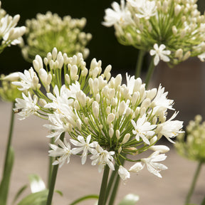 Agapanthe White Heaven - Willemse