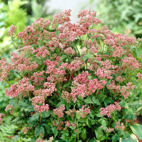 Eupatoire - Eupatoire chanvrine Plenum - Eupatorium cannabinum Plenum