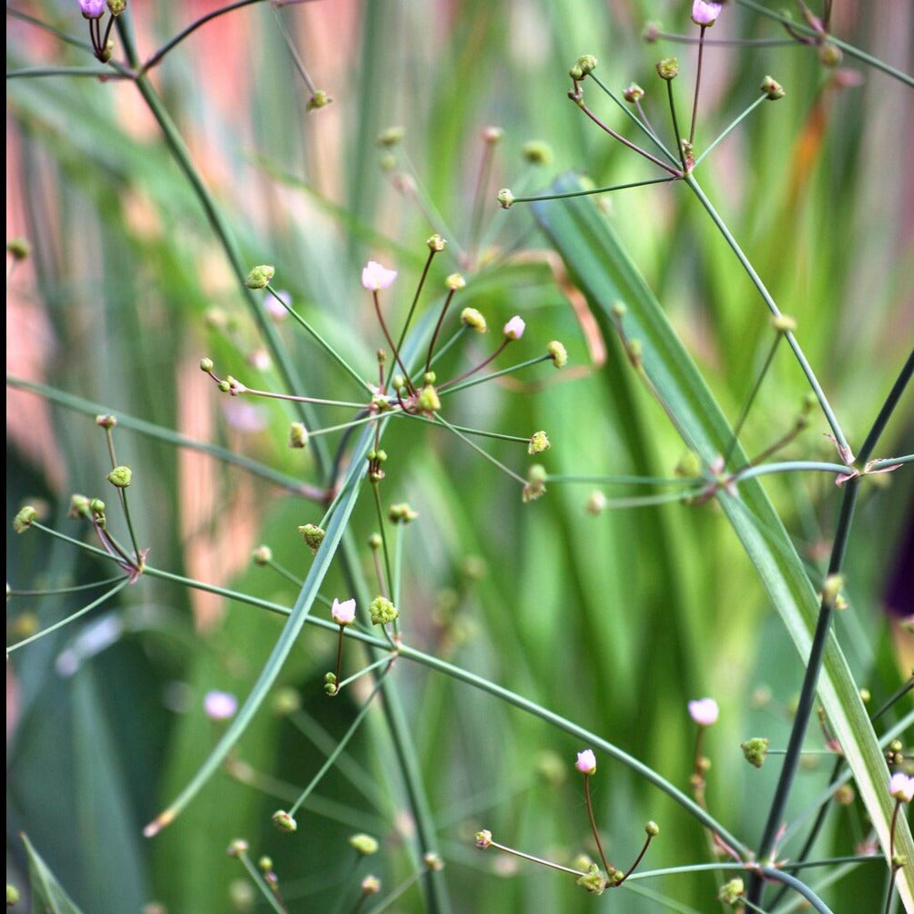 Vente Plantain d'eau lancéolé - Alisma lanceolatum