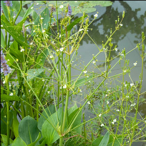 Plantain d'eau - Willemse